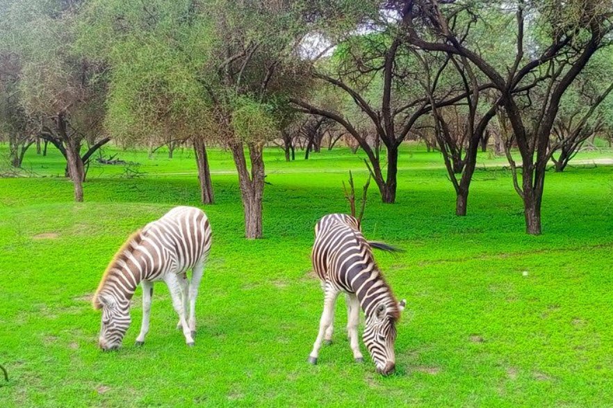 Bandia Reserve, Near Saly, Thiès Region, Senegal